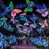 Butterfly Corridor 2026 PCLF_JeffFuscoforTianyu (1).JPG