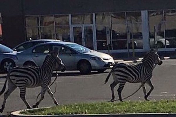 West Philly zebras