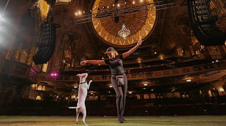 Canine Show - The Grand