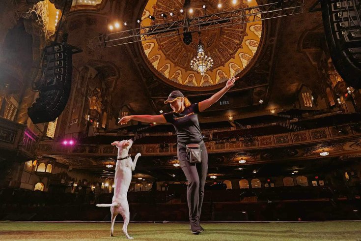 Canine Show - The Grand