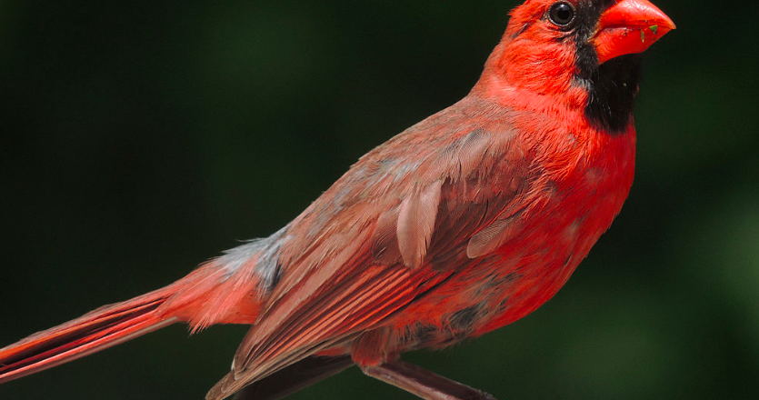 A cardinal that is half male, half female puzzles scientists