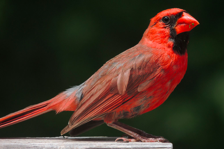 Birdwatchers Photograph Rare Half Male Half Female Cardinal In 1637