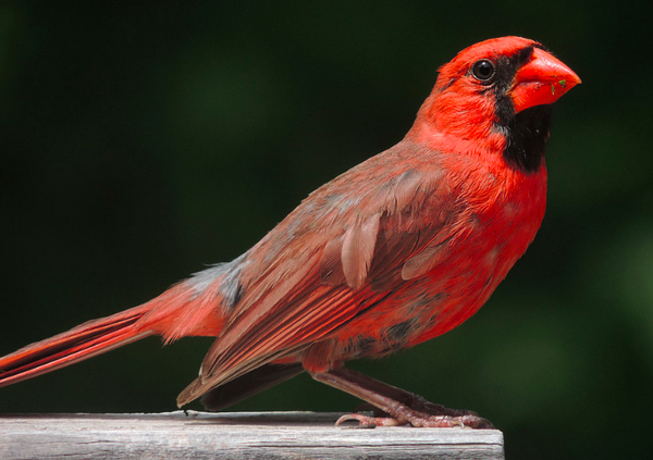 Birdwatchers photograph rare 'half-male, half-female' cardinal in  Pennsylvania | PhillyVoice