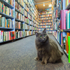 Cat in a bookstore