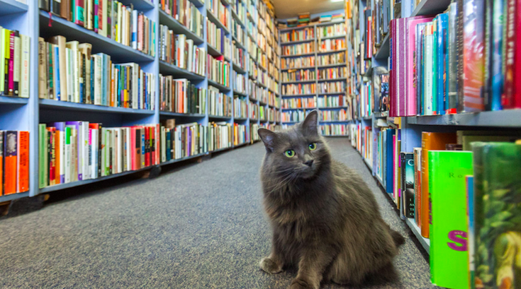 Cat in a bookstore
