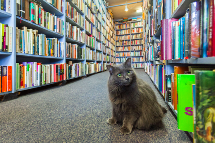 Cat in a bookstore