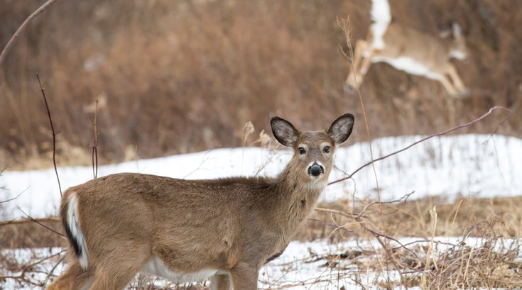 Stock_Carroll - Deer