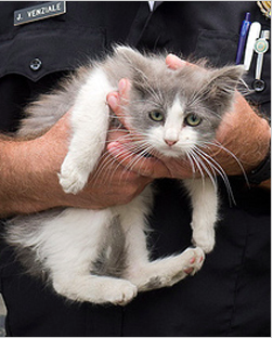 110515_PennVetcat