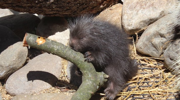 041516_porcupines