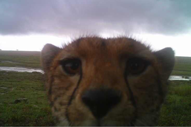 Ecologists use over 300K animal selfies in Serengeti study | PhillyVoice