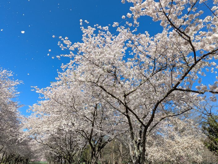 Cherry Blossoms Fairmount 10