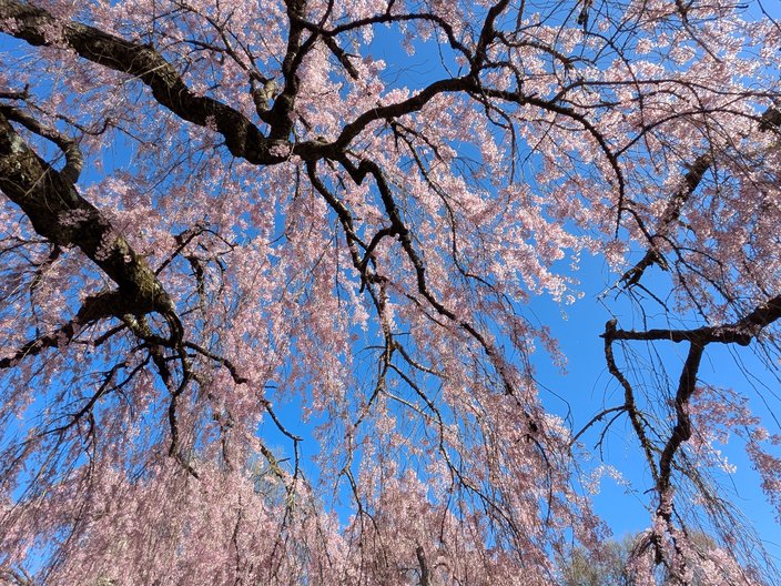 Cherry Blossoms Fairmount 11