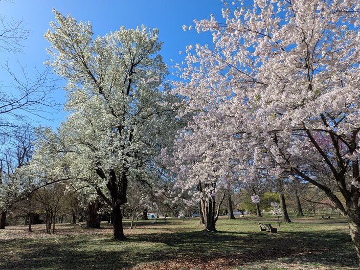 Cherry Blossoms Fairmount 3