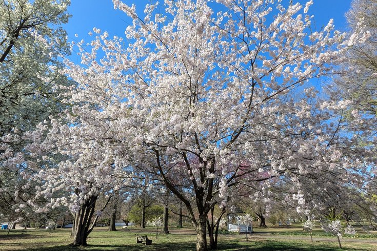 Cherry Blossoms Fairmount 4