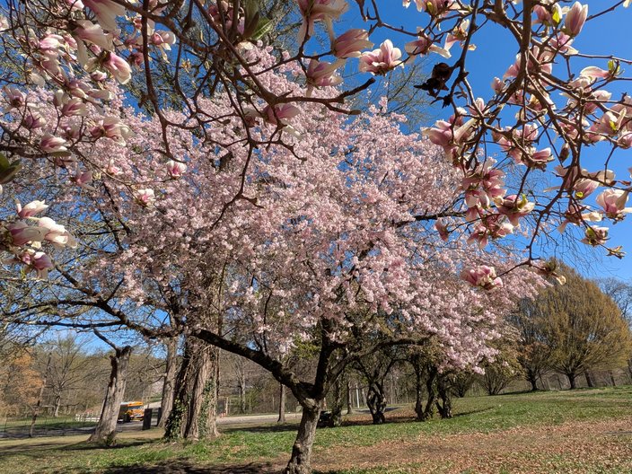 Cherry Blossoms Fairmount 5