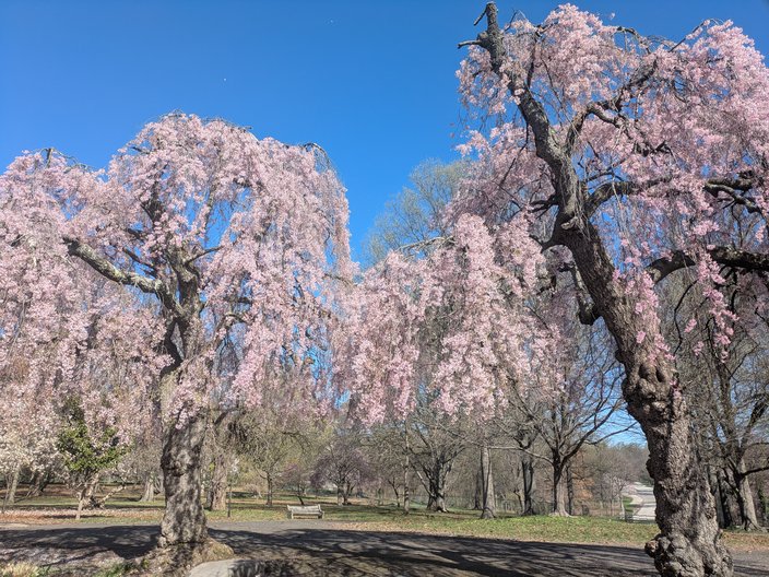 Cherry Blossoms Fairmount 6