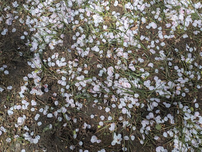 Cherry Blossoms Fairmount 7