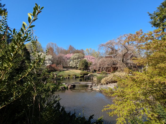 Cherry Blossoms Fairmount 1