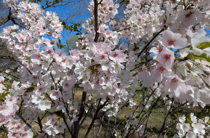 Cherry Blossoms Fairmount 9
