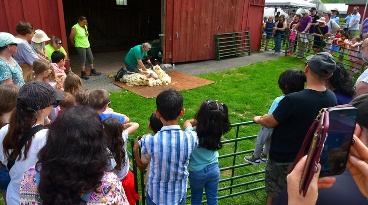 Springton Manor Farm - Sheep