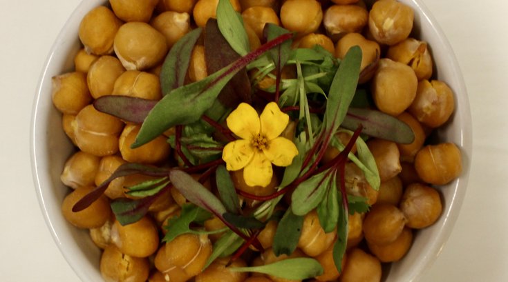 Limited - Chickpea Nuts IBX