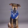 Puppy Bowl features Coach from Morris Animal Refuge