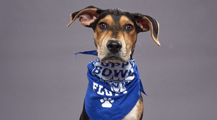 Puppy Bowl features Coach from Morris Animal Refuge