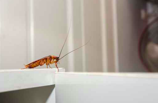 092116_Cockroach