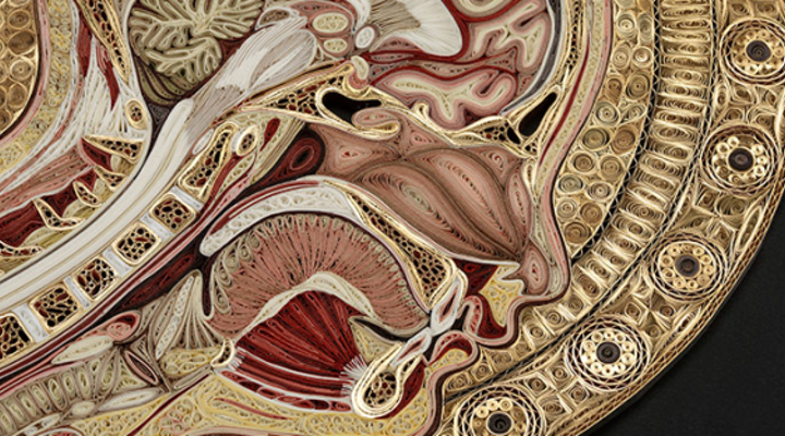 Connective Tissue Exhibit at Mutter Museum
