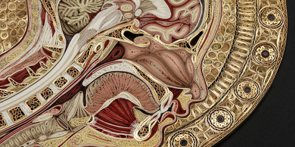 Connective Tissue Exhibit at Mutter Museum