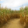 Limited - Visit NJ Corn Maze