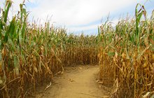 Limited - Visit NJ Corn Maze