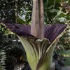 Corpse Flower Temple Ambler