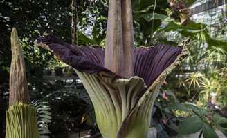 Corpse Flower Temple Ambler