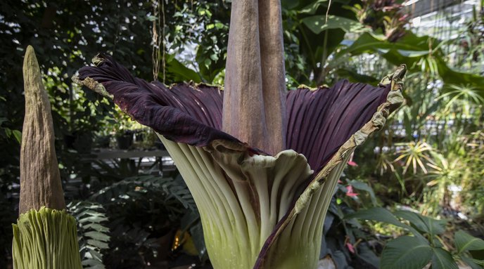 Corpse Flower Temple Ambler