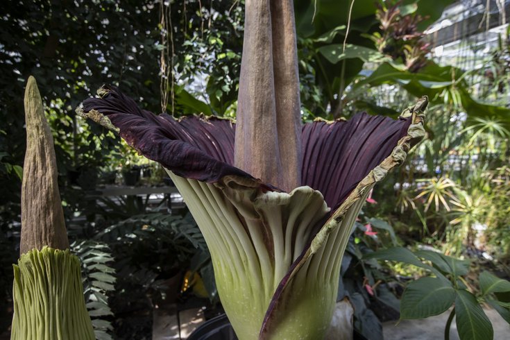Corpse Flower Temple Ambler