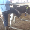 051017_Cowcrueltypafarm