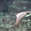 Cownose Ray