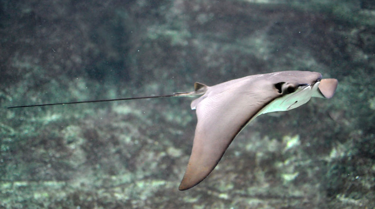 Cownose Ray