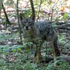 Coyote sighting Wissahickon