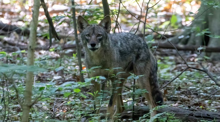 Coyote sighting Wissahickon