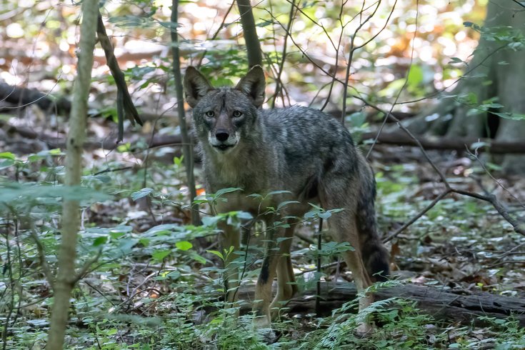 Coyote sighting Wissahickon