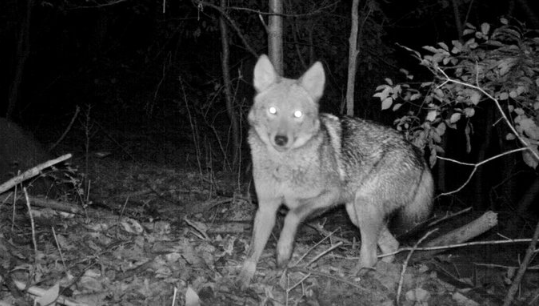 Not just the coywolf: N.J. home to other hybrids (PHOTOS) 