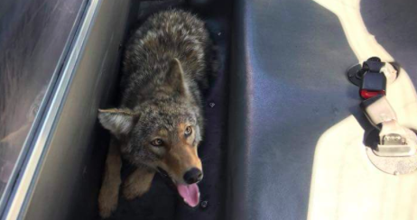 Pennsylvania Game Commission Euthanizes Coyote Caught In Philadelphia Phillyvoice