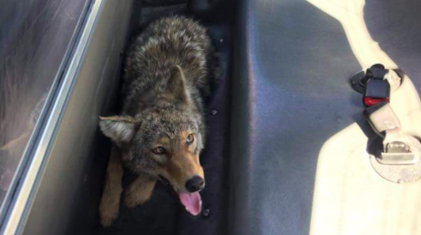 Coy wolf PPD