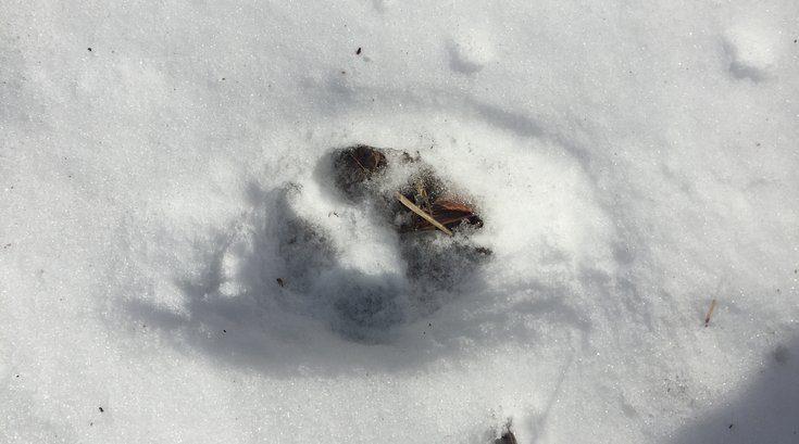 032617_Roxcoywolfprint