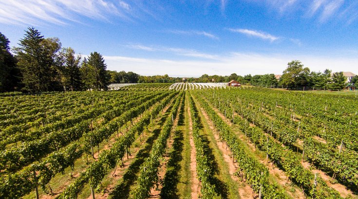 Crossing vineyards
