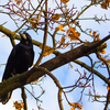 Crow branch 