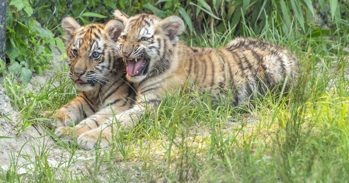 Love, Joy and Peas: Cute Tiger Cubs Playing (Photos)