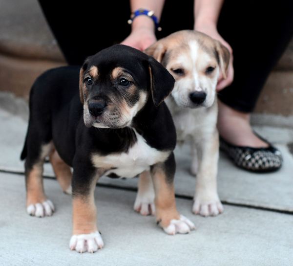 Cute puppies